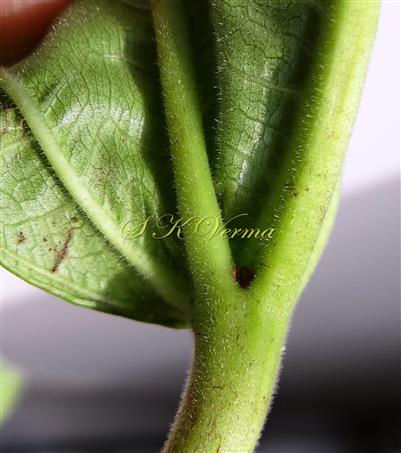  Basal part of leaf (Abaxial view)